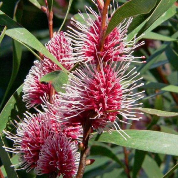 Hakea multilineata - Protea Hakea Multilineata, Hakea Folha de Lança, Hakea Folha de Gramíneas - Image 3