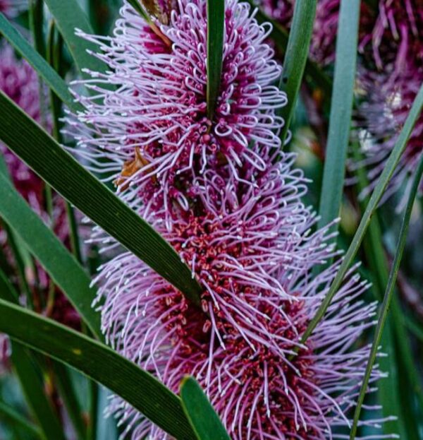 Hakea multilineata - Protea Hakea Multilineata, Hakea Folha de Lança, Hakea Folha de Gramíneas - Image 4