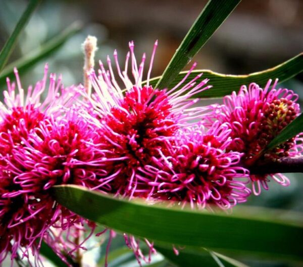 Hakea multilineata - Protea Hakea Multilineata, Hakea Folha de Lança, Hakea Folha de Gramíneas - Image 5