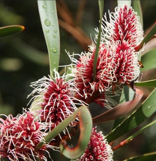 Hakea multilineata - Protea Hakea Multilineata, Hakea Folha de Lança, Hakea Folha de Gramíneas - Image 7