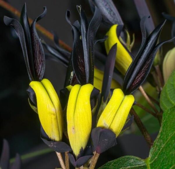 Kennedia nigricans - Trepadeira Pássaro Negro - Black Coral Pea - Image 4