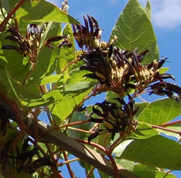 Kennedia nigricans - Trepadeira Pássaro Negro - Black Coral Pea - Image 8