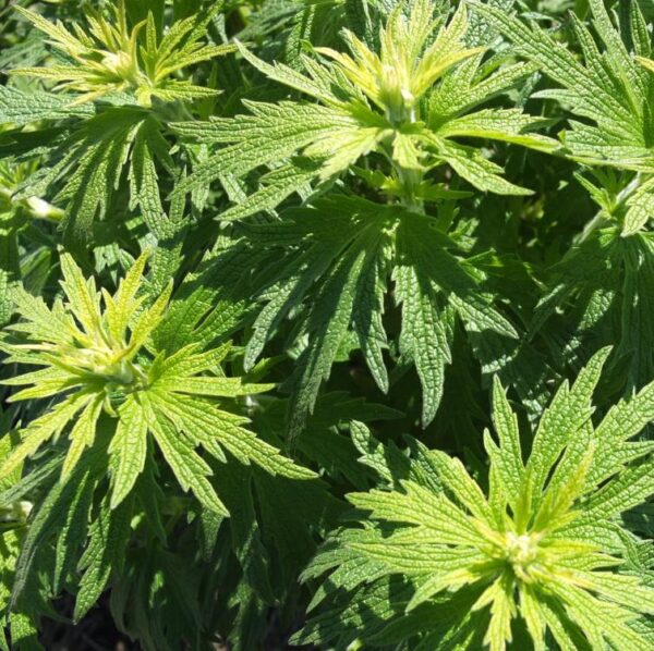 Leonurus cardiaca - Bálsamo do Coração, Erva-Mãe, Motherwort, Rabo de Leão, Agripalma Cardíaca - Image 4