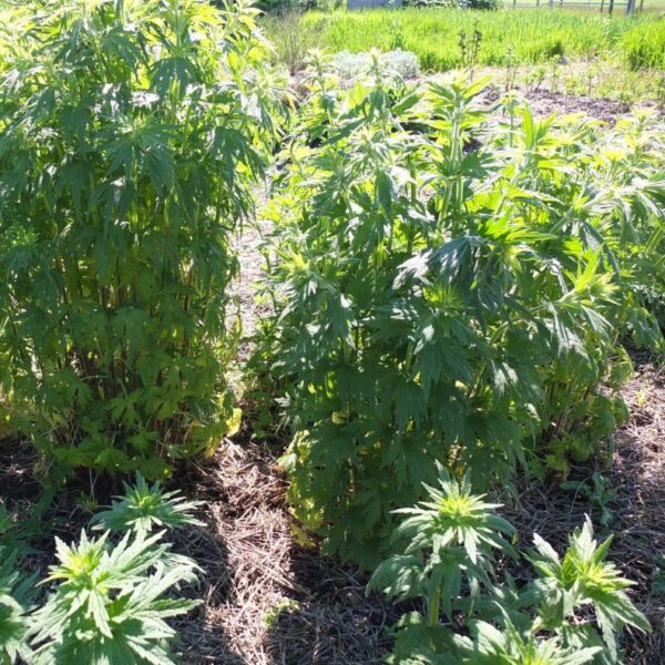 Leonurus cardiaca - Bálsamo do Coração, Erva-Mãe, Motherwort, Rabo de Leão, Agripalma Cardíaca - Image 5