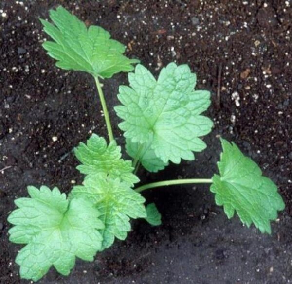 Leonurus cardiaca - Bálsamo do Coração, Erva-Mãe, Motherwort, Rabo de Leão, Agripalma Cardíaca - Image 7