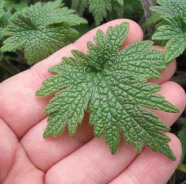 Leonurus cardiaca - Bálsamo do Coração, Erva-Mãe, Motherwort, Rabo de Leão, Agripalma Cardíaca - Image 9