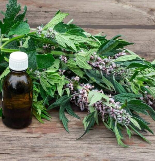 Leonurus cardiaca - Bálsamo do Coração, Erva-Mãe, Motherwort, Rabo de Leão, Agripalma Cardíaca - Image 10