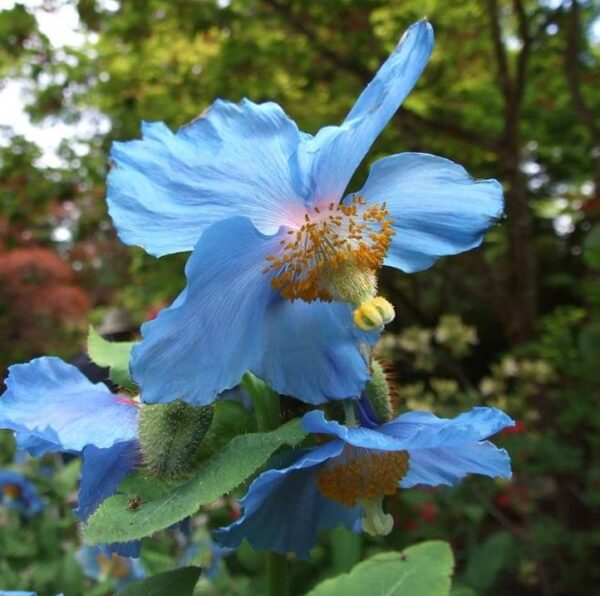 Meconopsis baileyi - Papoula Azul do Himalaya, Papoula Tibetana, Himalayan Blue Poppy, Papoula de Bai - Image 2