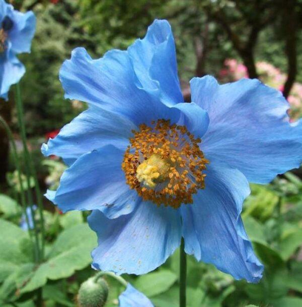 Meconopsis baileyi - Papoula Azul do Himalaya, Papoula Tibetana, Himalayan Blue Poppy, Papoula de Bai - Image 3