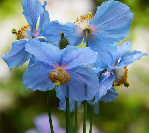 Meconopsis baileyi - Papoula Azul do Himalaya, Papoula Tibetana, Himalayan Blue Poppy, Papoula de Bai - Image 4