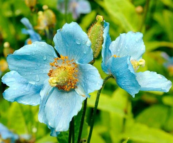Meconopsis baileyi - Papoula Azul do Himalaya, Papoula Tibetana, Himalayan Blue Poppy, Papoula de Bai - Image 5