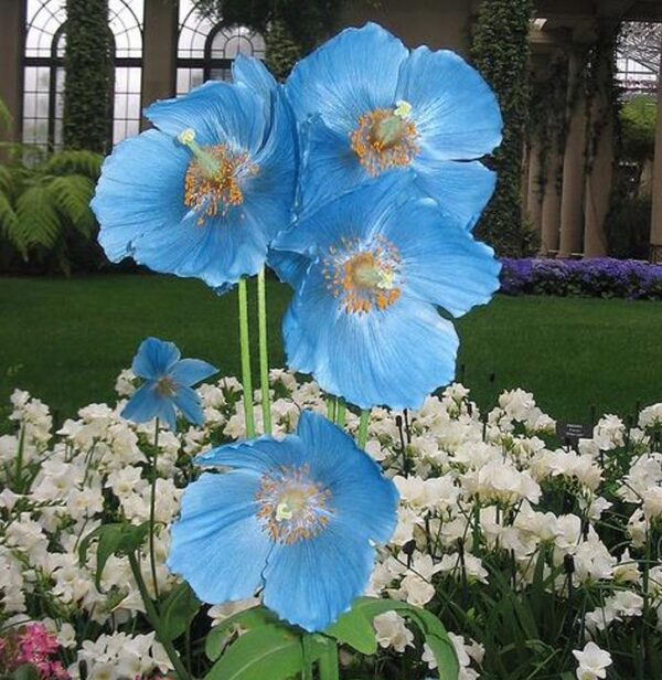 Meconopsis baileyi - Papoula Azul do Himalaya, Papoula Tibetana, Himalayan Blue Poppy, Papoula de Bai - Image 6