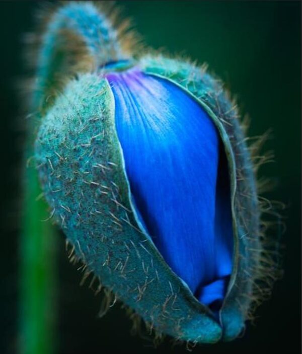 Meconopsis baileyi - Papoula Azul do Himalaya, Papoula Tibetana, Himalayan Blue Poppy, Papoula de Bai - Image 7