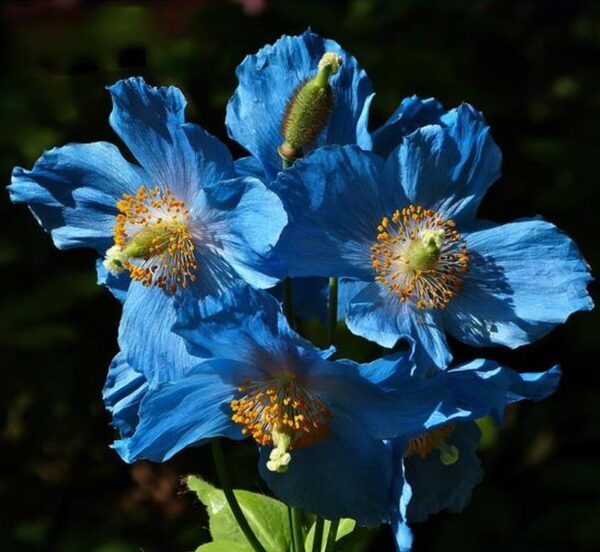 Meconopsis baileyi - Papoula Azul do Himalaya, Papoula Tibetana, Himalayan Blue Poppy, Papoula de Bai - Image 8
