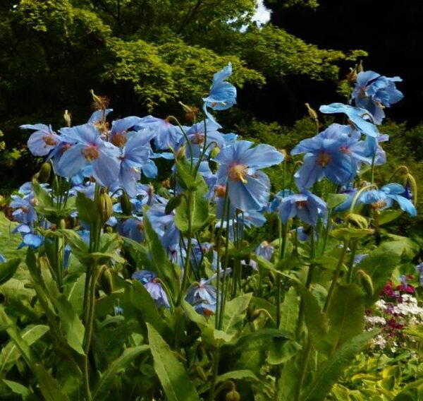Meconopsis baileyi - Papoula Azul do Himalaya, Papoula Tibetana, Himalayan Blue Poppy, Papoula de Bai - Image 9