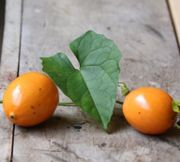 Melothria dulcis - Melotria Doce, Mini Melancia Doce, Pepino doce