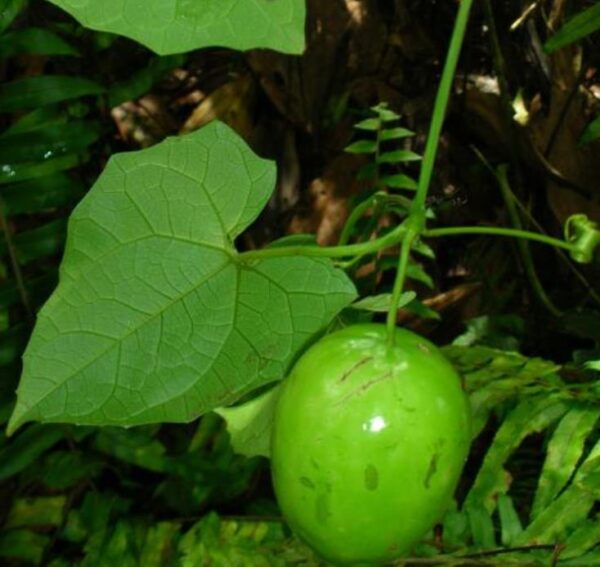 Melothria dulcis - Melotria Doce, Mini Melancia Doce, Pepino doce - Image 4