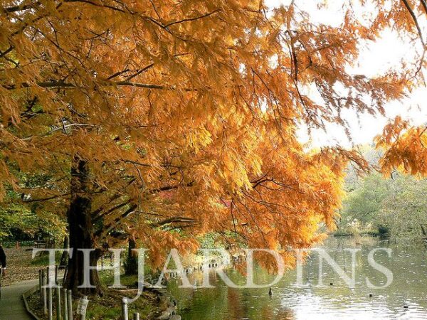 Metasequoia glyptostroboides - Redwood Alvorada - Image 2