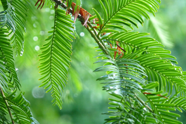 Metasequoia glyptostroboides - Redwood Alvorada - Image 3