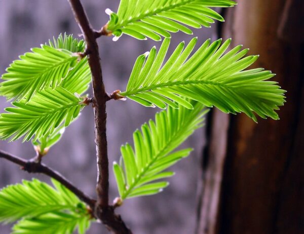 Metasequoia glyptostroboides - Redwood Alvorada - Image 4