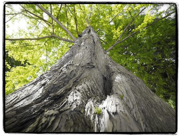 Metasequoia glyptostroboides - Redwood Alvorada - Image 5