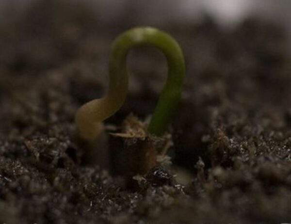 Metasequoia glyptostroboides - Redwood Alvorada - Image 6
