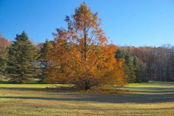 Metasequoia glyptostroboides - Redwood Alvorada - Image 7