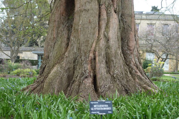Metasequoia glyptostroboides - Redwood Alvorada - Image 8