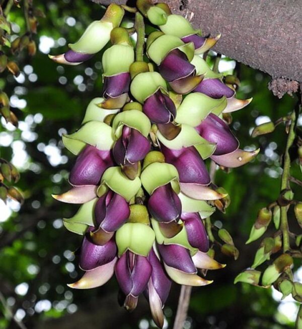 Mucuna macrocarpa - Trepadeira Jade Bicolor, Trepadeira Jade Negra - Image 3