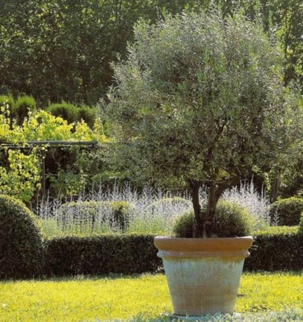 Olea europaea L. var. europaea - Oliveira, Azeitona, Oliveira Selvagem - Image 3