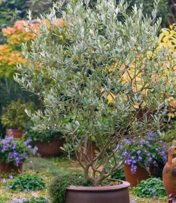 Olea europaea L. var. europaea - Oliveira, Azeitona, Oliveira Selvagem - Image 4