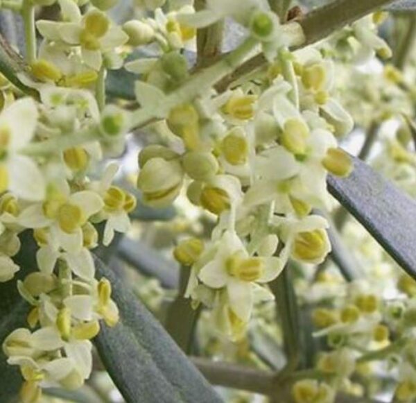 Olea europaea L. var. europaea - Oliveira, Azeitona, Oliveira Selvagem - Image 5