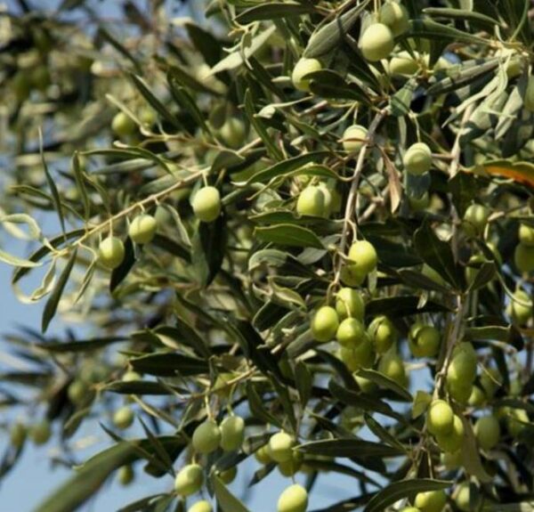 Olea europaea L. var. europaea - Oliveira, Azeitona, Oliveira Selvagem - Image 6