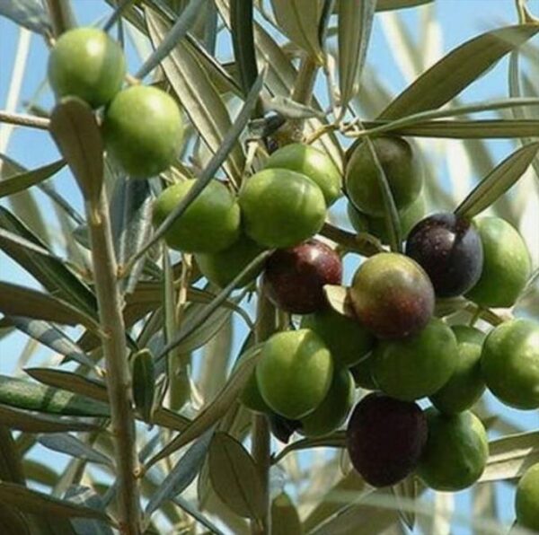 Olea europaea L. var. europaea - Oliveira, Azeitona, Oliveira Selvagem - Image 7