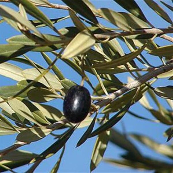 Olea europaea L. var. europaea - Oliveira, Azeitona, Oliveira Selvagem - Image 8