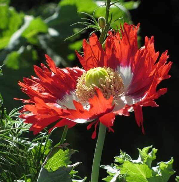 Papaver somniferum 'Danebrog Danish Flag' - Papoula Bandeira da Dinamarca, Papoula Franjada, Papoula Emplumada, Danish Flag