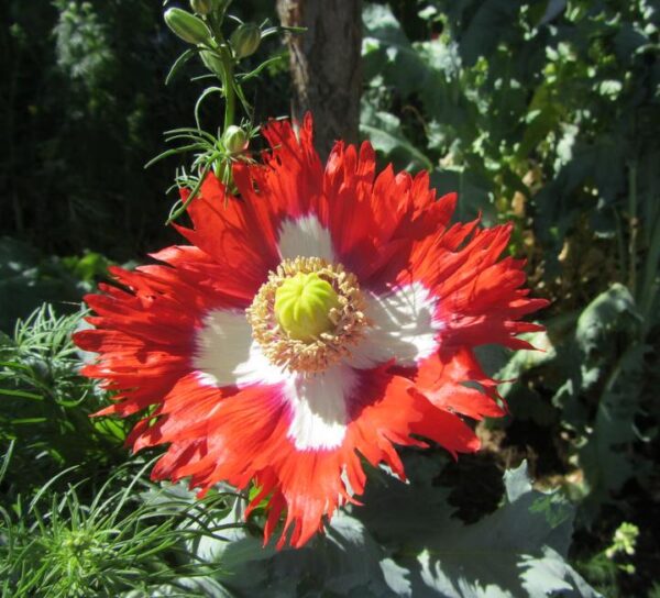 Papaver somniferum 'Danebrog Danish Flag' - Papoula Bandeira da Dinamarca, Papoula Franjada, Papoula Emplumada, Danish Flag - Image 5