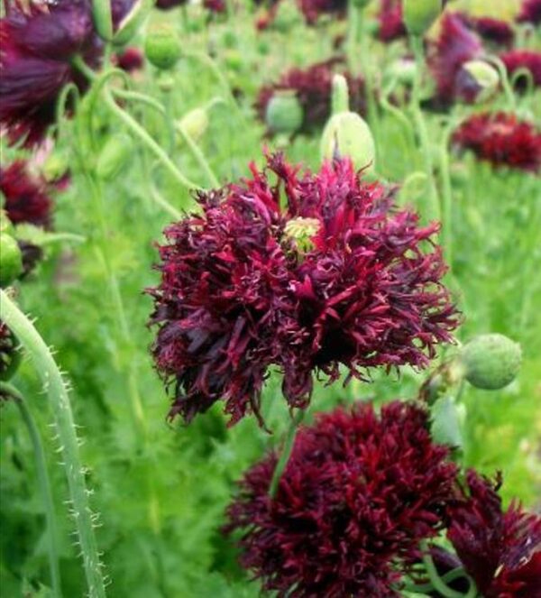 Papaver somniferum 'Laciniatum Black Swan' - Papoula Cisne Negro, Papoula de Franja Dobrada Cisne Negro, Papoula Emplumada Du