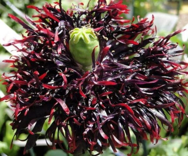 Papaver somniferum 'Laciniatum Black Swan' - Papoula Cisne Negro, Papoula de Franja Dobrada Cisne Negro, Papoula Emplumada Du - Image 3