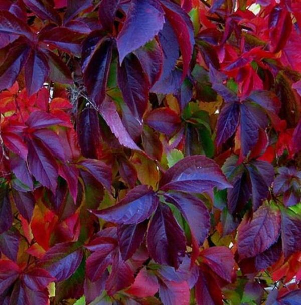 Parthenocissus quinquefolia - Trepadeira da Virginia, Hera Americana, Virginia Creeper, Videira Virgem - Image 3