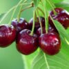 Prunus avium 'Bing' + Prunus avium 'Rainier' - Cereja Doce, Cereja de Natal