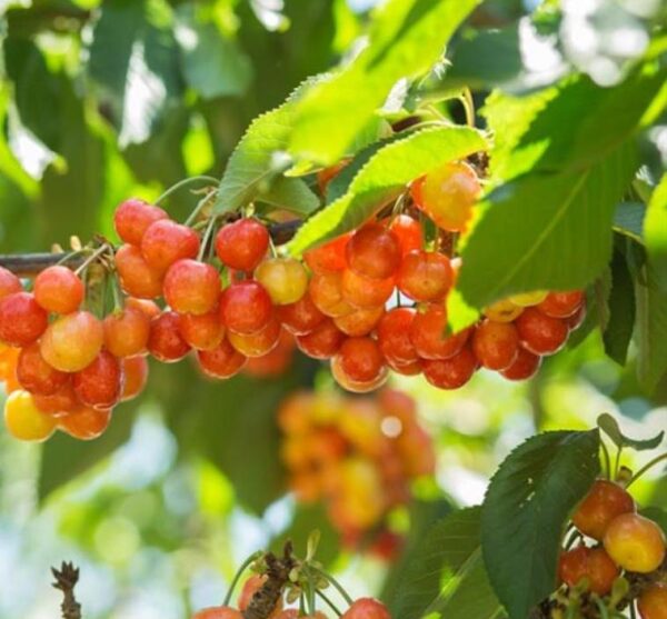 Prunus avium 'Bing' + Prunus avium 'Rainier' - Cereja Doce, Cereja de Natal - Image 4