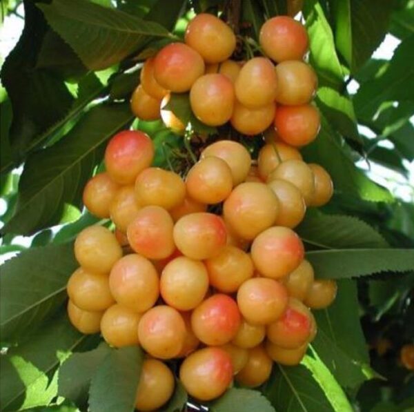 Prunus avium 'Bing' + Prunus avium 'Rainier' - Cereja Doce, Cereja de Natal - Image 7