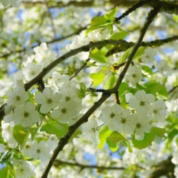 Prunus avium 'Bing' + Prunus avium 'Rainier' - Cereja Doce, Cereja de Natal - Image 8