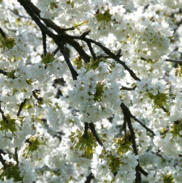 Prunus avium 'Bing' + Prunus avium 'Rainier' - Cereja Doce, Cereja de Natal - Image 9