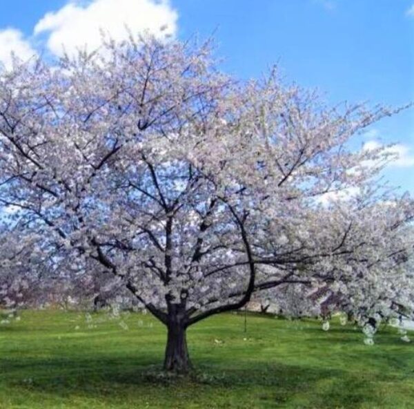 Prunus avium 'Bing' + Prunus avium 'Rainier' - Cereja Doce, Cereja de Natal - Image 10