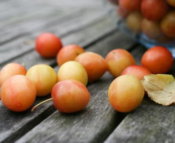 Prunus domestica Subsp. syriaca 'Nancy Red Speckled' - Ameixeira Mel de Lorraine, Ameixa Mirabelle, Mirabelle Plum, Mirabelle De Lorrai - Image 2