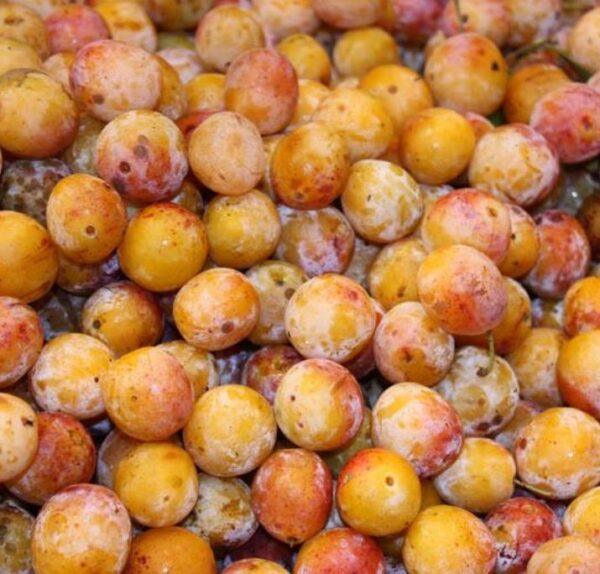 Prunus domestica Subsp. syriaca 'Nancy Red Speckled' - Ameixeira Mel de Lorraine, Ameixa Mirabelle, Mirabelle Plum, Mirabelle De Lorrai - Image 5