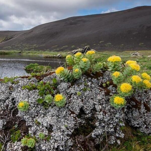 Rhodiola rosea - Raiz de Ouro, Rhodiola, Raiz Dourada, Raiz do Ártico, Roseroot, Golden Root - Image 5