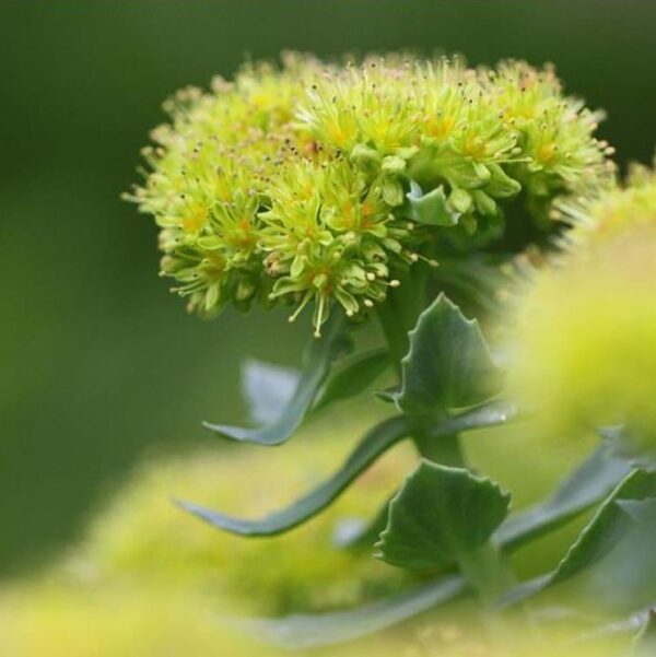 Rhodiola rosea - Raiz de Ouro, Rhodiola, Raiz Dourada, Raiz do Ártico, Roseroot, Golden Root - Image 6
